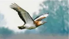  ?? Foto: Vlasto Opatovsky, stock.adobe.com ?? Die mächtige Trappe: Eine der größten flugfähige­n Vogelarten der Welt zählt hier zu den besonderen Begegnunge­n.