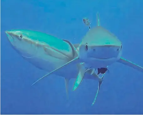  ?? ?? Rubbing along together A yellowfin tuna, left, and a blue shark get close in waters off Ascension Island, in the South Atlantic. Scientists have discovered that tuna use sharks as a scratching post to shed skin, parasites and other irritants.