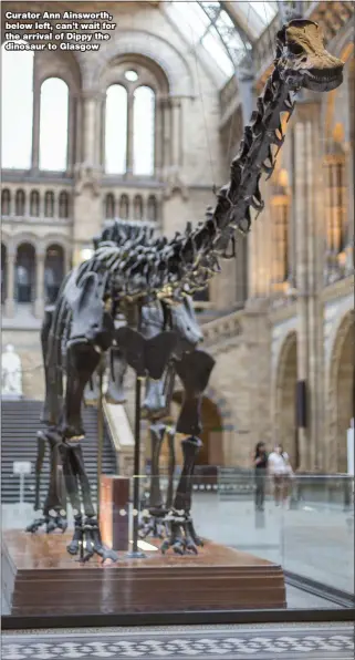 ??  ?? Curator Ann Ainsworth, below left, can’t wait for the arrival of Dippy the dinosaur to Glasgow