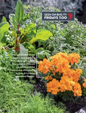  ??  ?? Marigolds work three ways in your garden – they add bright colour, the petals and leaves are edible and the leaves are a bit smelly, so they drive away unwanted insects.
SEEN ON BHG TV