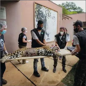  ?? ?? A sedated jaguar is carried to a waiting vehicle to transport her back to her habitat Thursday after undergoing an artificial inseminati­on procedure.
