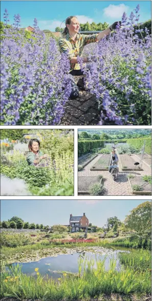  ?? PICTURES: PA ?? PURPLE POWER: Clockwise, from top, Zelah Cornelius inspects blooming lavender at Yeo Valley’s Organic Garden, in Blagdon, Somerset; Fay Sizer pushes her barrow through the veg garden at Yeo Valley; gardeners work in the gravel garden at Yeo Valley; owner Sarah Mead, tends to flowers at Yeo valley.