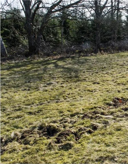  ??  ?? POPULÄR PLATS. Maria Bäckman och Erik Johansson visar var vildsvinen har varit och bökat. Och mer kommer det att kretsens stuga.