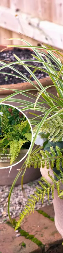  ??  ?? Druk de planten aan en geef water zodat de
grond zich zet.