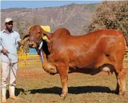  ??  ?? LEFT: HCB 15 214, Senior and Grand Champion Red Brahman Cow, with Johannes Modisane (handler). Owned by Henry and Christiaan Brits, HCB Brahman Stud, Swartrugge­ns.