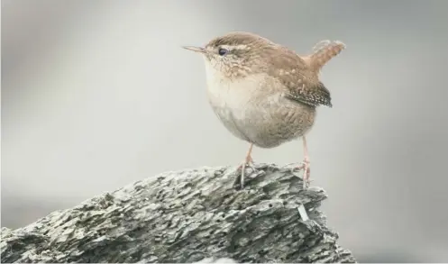  ?? PICTURE: PA ?? 0 The wren is one of the smaller birds that suffer during long, hard winters