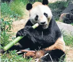  ??  ?? Ninety-nine per cent of a giant panda’s diet consists of bamboo.