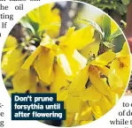  ??  ?? Don’t prune forsythia until after flowering