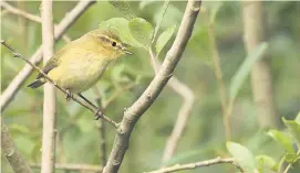  ??  ?? Listen out for the returning chiffchaff
Pic: David Longshaw