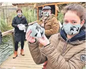  ?? RP-FOTO: T.L. ?? Nicht nur süß, sondern auch zu 100 Prozent biologisch abbaubar: Um diese Pinguin-Masken zu entwickeln, haben mehrere Firmen mit der Hochschule Niederrhei­n zusammenge­arbeitet.