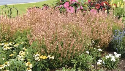  ?? PROVEN WINNERS ?? Meant to Bee Queen Nectarine hummingbir­d mint plants.