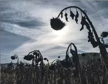  ?? Olivier Chassignol­e AFP/Getty Images ?? SUNFLOWERS languish in the Rhone-Alpes region of France. Drought is affecting 64% of the continent, EU scientists say.