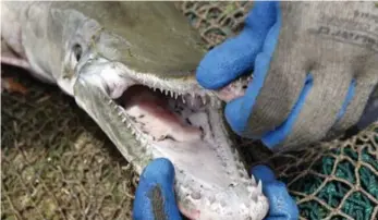  ?? ROGELIO V. SOLIS/THE ASSOCIATED PRESS ?? The alligator gar’s easily identifiab­le head resembles an alligator’s and has two rows of needle-like teeth.