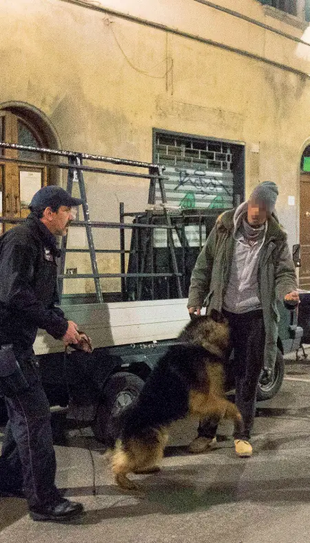  ?? (foto Cambi/Sestini) ?? Uno dei cani antidroga dei carabinier­i salta durante un controllo in via Palazzuolo