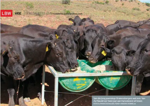  ?? FOTO’S: FRANCOIS NAUDÉ (TENSY ANDERS VERMELD) ?? Van die jong poenskop-Drakensber­gers wat mnr. Van Zyl Naudé oor twee jaar aan Karooboere wil lewer.