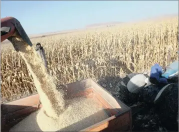  ?? PHOTO: SIMPHIWE MBOKAZI ?? Maize is harvested at Anthony Muirhead’s Gourton Farm near Winterton, KwaZulu-Natal. Muirhead says there is insufficie­nt research to evaluate the profitabil­ity of farmers and urges farmers to work together to limit cost pressures in food value chains.
