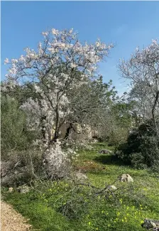  ?? ?? Almond trees in full bloom