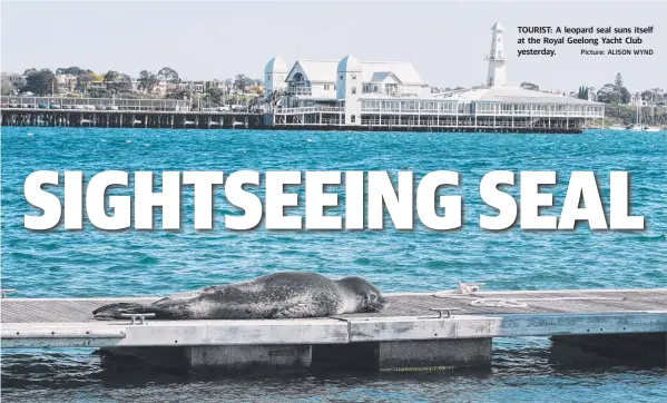  ?? Picture: ALISON WYND ?? TOURIST: A leopard seal suns itself at the Royal Geelong Yacht Club yesterday.
