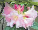  ??  ?? In the pink . . . The Dixons successful­ly moved several rhododendr­ons from their previous property.
