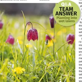  ?? ?? Liven up a damp lawn with moisture-loving Fritillari­a meleagris