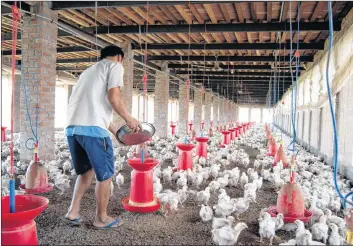  ?? CP PHOTO ?? Jhaman Singh walks through a small-scale poultry farm in Amritsar, India, in April. Singh says through a translator that a doctor comes and administer­s medicine if the chickens get sick.