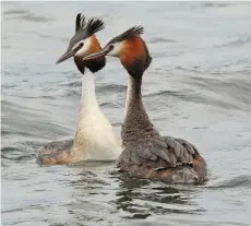  ??  ?? In the latest lockdown, anglers can sit and watch such uplifting sights as displaying Great Crested Grebes, but – at least in Essex – birders can’t. Go figure.