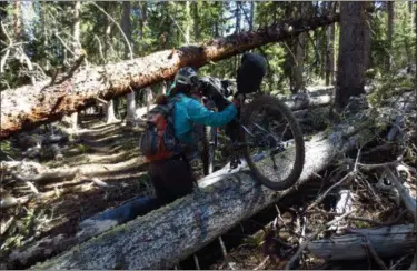  ?? SCOTT MORRIS VIA AP ?? Eszter Horanyi carries her loaded bikepackin­g bike over downed trees in New Mexico on the Continenta­l Divide Trail.