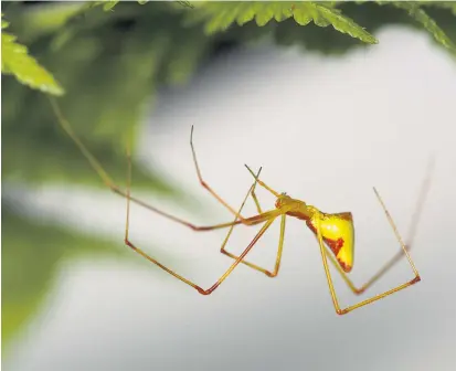  ??  ?? Die gelbe Ariamnes-Spinne von Molokai ähnelt Arten der gleichen Gattung auf anderen Hawaii-Inseln. Wirklich näher verwandt ist sie allerdings mit anders gefärbten Arten auf derselben Insel.