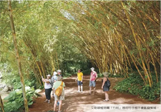  ??  ?? 艾勒頓植物園「竹院」裡的竹子根不會亂竄繁­殖。