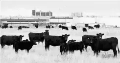  ?? LARRY MACDOUGAL/ THE CANADIAN PRESS ?? Beef cattle graze beside XL Foods’ Lakeside Packers plant at Brooks earlier this month.