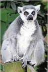  ??  ?? ●● Macclesfie­ld RSPB Wildlife Explorers enjoyed their day of discovery at Chester Zoo and met lots of animals, including this lemur (above)