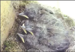  ?? Photo by Pam Owen ?? By day 12, they’re more aware of their surroundin­gs and spend a lot of time with their mouths open, either begging food or cooling off as the temperatur­e starts cranking up. The little brood now crowds the nest.