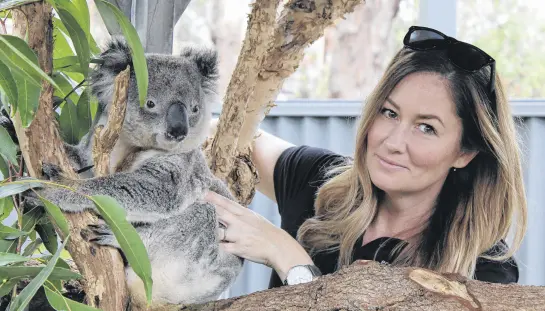  ??  ?? Amber Lilly completes a health check on Tolley, one of the non-releasable koalas being cared for at Port Stephens Koalas. CONTRIBUTE­D PHOTO