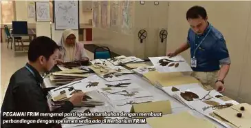  ??  ?? PEGAWAI FRIM mengenal pasti spesies tumbuhan dengan membuat perbanding­an dengan spesimen sedia ada di Herbarium FRIM.