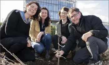  ??  ?? Council arts officer Liz Burns, Cliona Connolly of Wexford County Council), Aileen Lambert and Michael Fortune planting a May bush at Wexford County Council’s offices last Friday morning.