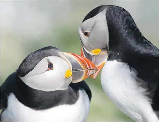  ?? PHOTOS: ANDREW VAUGHAN/THE CANADIAN PRESS ?? Atlantic puffins are seen on Machias Seal Island in the Bay of Fundy; it's also home to the razorbill auk and common and Arctic terns.