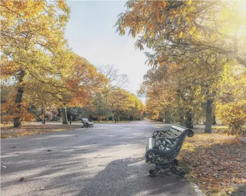  ??  ?? 0 Maple trees – or Acers – are among the best-loved trees, especially when they assume their colourful and striking autumn foliage