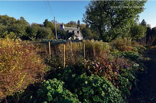  ??  ?? Above: Old Mertoun House. Below left: Salvia horminum ‘Say So Rose’.