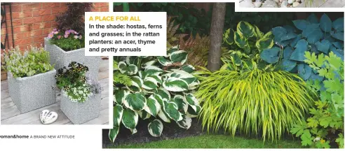  ??  ?? A PLACE FOR ALL
IN THE SHADE: HOSTAS, FERNS AND GRASSES; IN THE RATTAN PLANTERS: AN ACER, THYME AND PRETTY ANNUALS