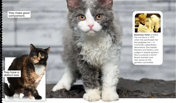  ??  ?? They make great companions.
They have a distinct look.
Rosemary Fisher entered the cat fancy in 1974 when she purchased her first pedigree cat — a Chinchilla called Brylou Moonstone. She breeds Persians and Exotics, and judges in several sections. She is currently a GCCF Board member and also serves on the genetics committee.