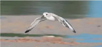  ?? PROVIDED BY TAMIMA ITANI ?? One of two piping plover chicks takes flight at Montrose Beach over the weekend.