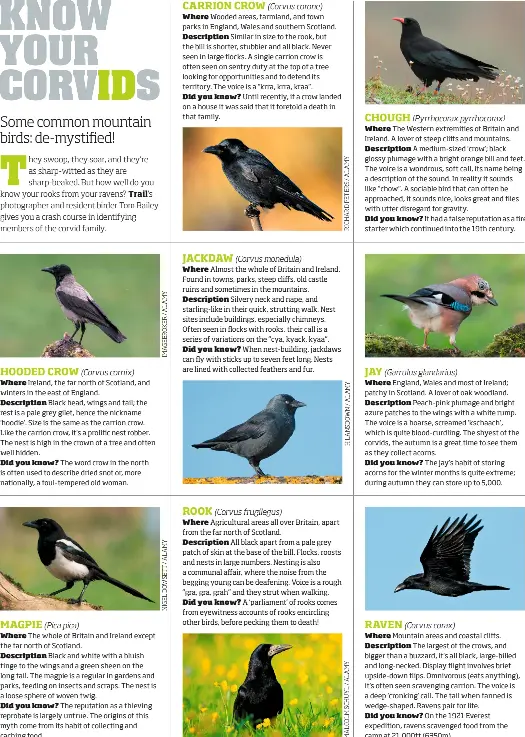 KNOW YOUR CORVIDS - PressReader