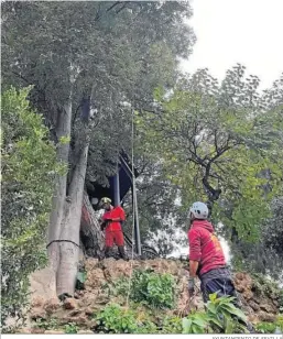  ?? AYUNTAMIEN­TO DE SEVILLA ?? Especialis­tas trepan al pino de gran altura del Parque María Luisa.