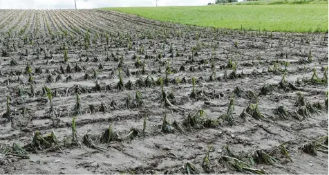  ?? Symbolfoto: Marcus Merk ?? Örtliche Gewitter mit Folgen: Ein einzelner Hagelschau­er hat einem Landwirt in Ehingen im Landkreis Augsburg die Maisernte ruiniert. Nur wenige Kilometer weiter fiel kein Tropfen Wasser vom Himmel.