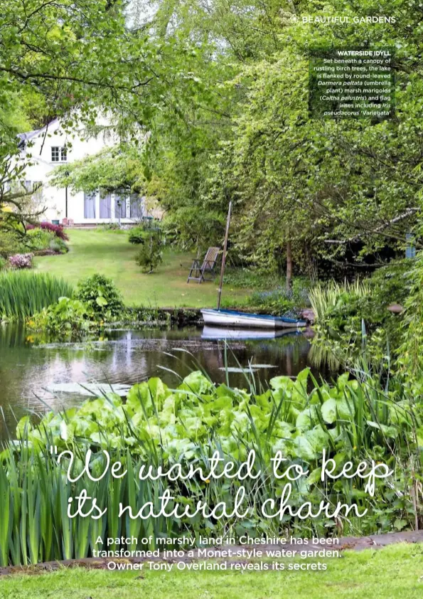  ??  ?? WATERSIDE IDYLL Set beneath a canopy of rustling birch trees, the lake is flanked by round-leaved Darmera peltata (umbrella plant) marsh marigolds (Caltha palustris) and flag irises including Iris pseudacoru­s ‘Variegata’