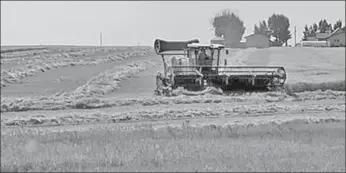  ??  ?? PREP WORK: The swathing was completed a week before the harvest .