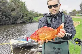  ?? DAVID MORGAN VIA THE NEW YORK TIMES ?? A huge goldfish caught by researcher­s in the Vasse River of Australia shows how the invasive species has thrived. Eradicatin­g them is notoriousl­y difficult, and the extensive research being done on goldfish in the Vasse could help management efforts...