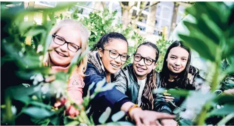  ?? RP-FOTO: ANDREAS BRETZ ?? Lily (11), Amina (11), Elli (10) und Maja (12) schauen im Schulgarte­n des Wim-Wenders-Gymnasiums durch die angepflanz­te Saubohne (v.l.).