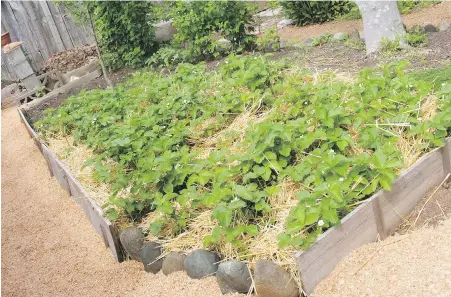  ?? HELEN CHESNUT PHOTOS ?? Straw wiggled between strawberry plants ensures that, as they ripen, berries rest on clean straw and not in the soil.