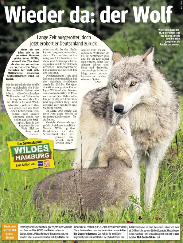  ??  ?? Wölfe sind Rudeltiere. In der Regel lebt das Elternpaar mit zwei bis zehn Jungtieren als Familie zusammen.